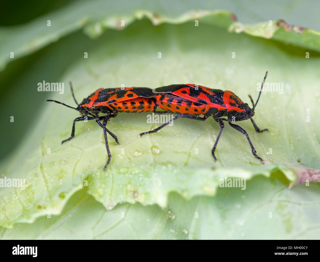 Rosso e nero bug coniugata. Aka Harlequin cavolo o bug di Calico. Foto Stock