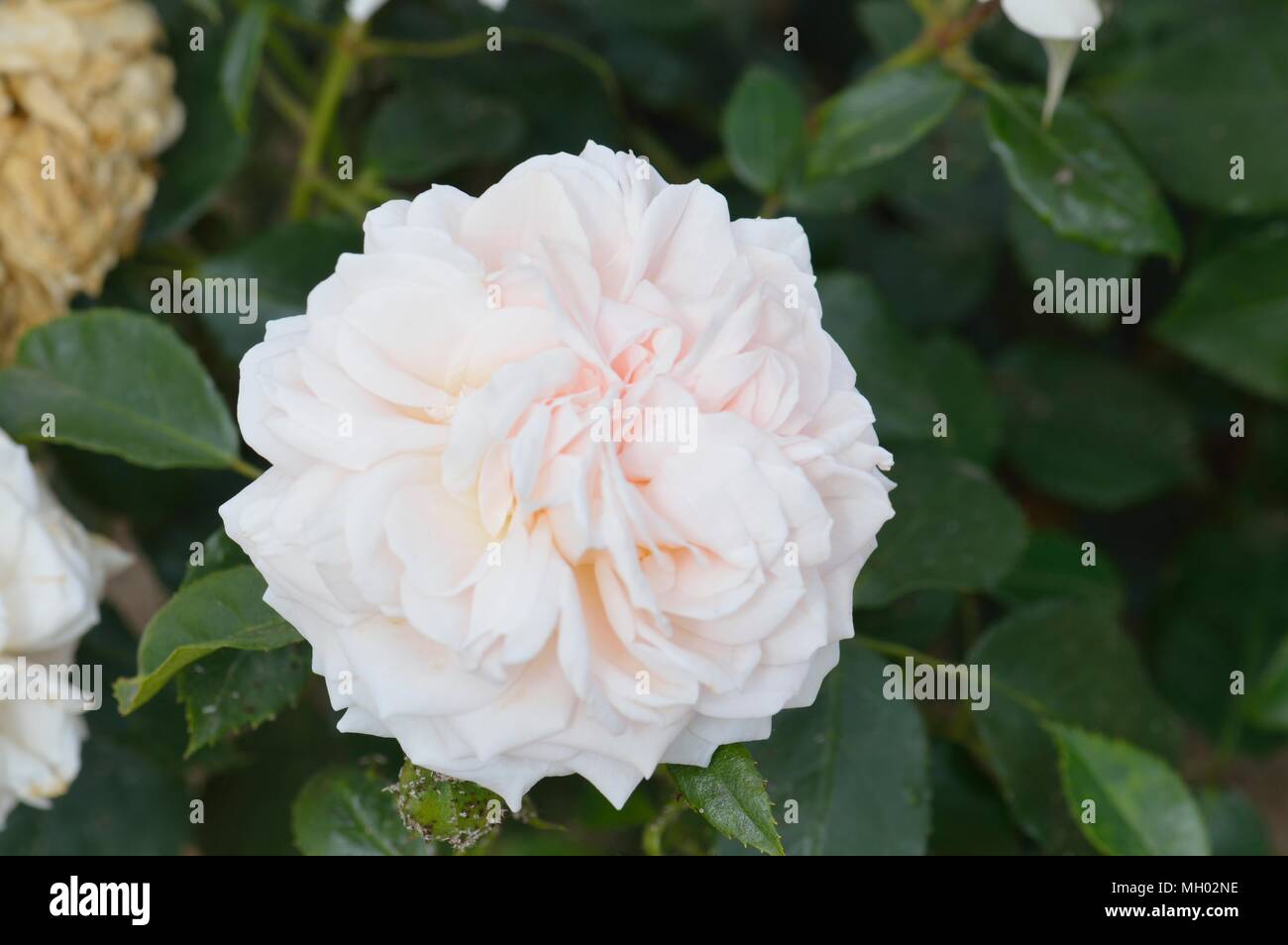 Rose Joie de Vivre Foto Stock