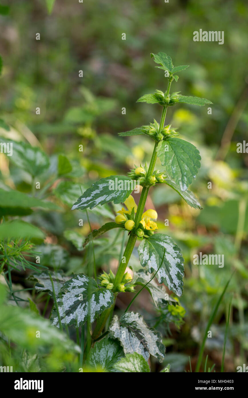 Lamium galeobdolon, giallo Arcangelo macro di fiori Foto Stock