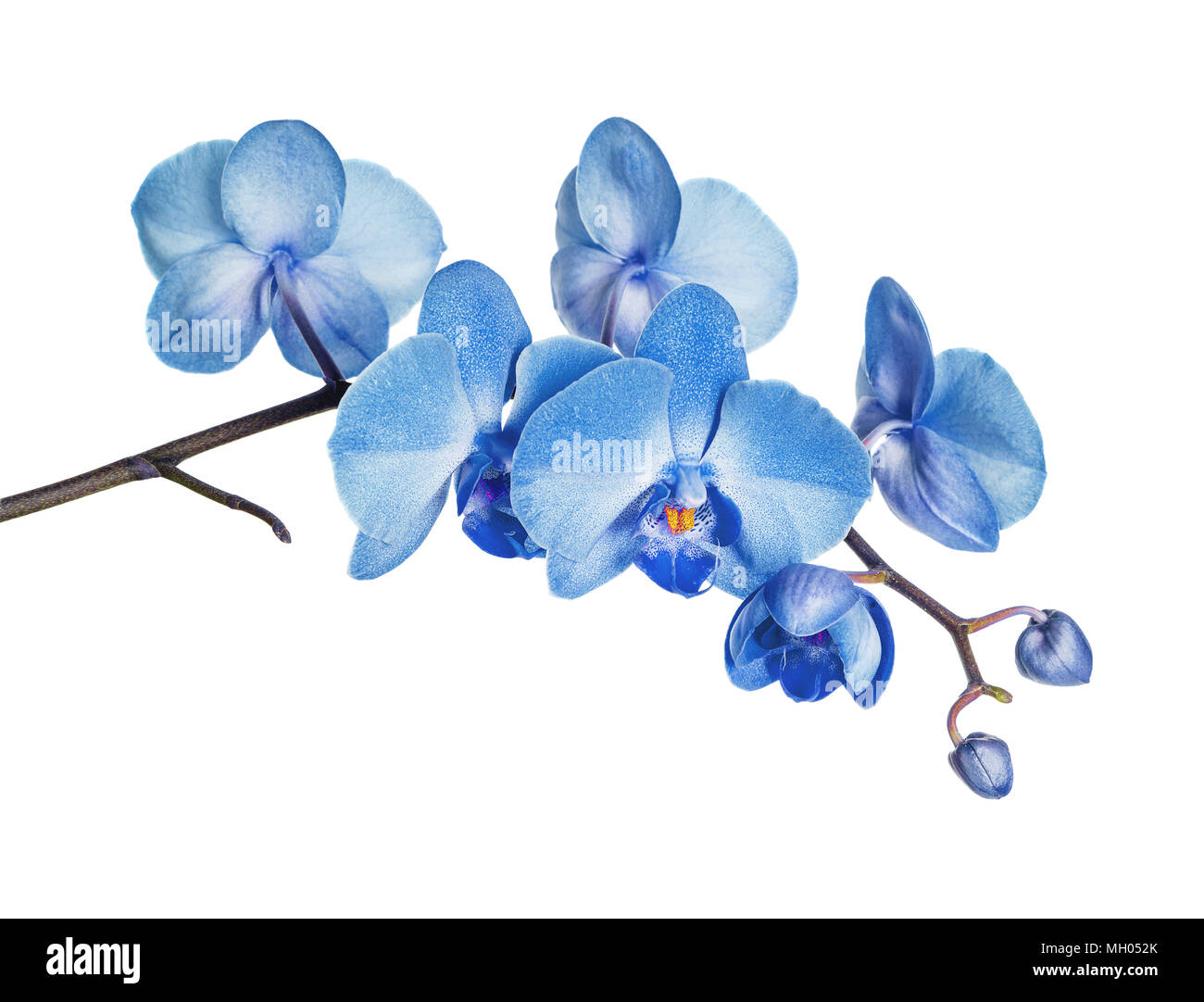 Ramo di fioritura di blue orchid flower isolato su uno sfondo bianco Foto Stock