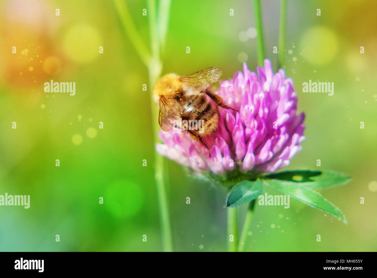 Trifoglio di rosa fiori di primavera sul prato verde e bumblebee in natura macro sul morbido sfondo sfocato. Concetto di minerale di primavera estate immagine luminosa Foto Stock