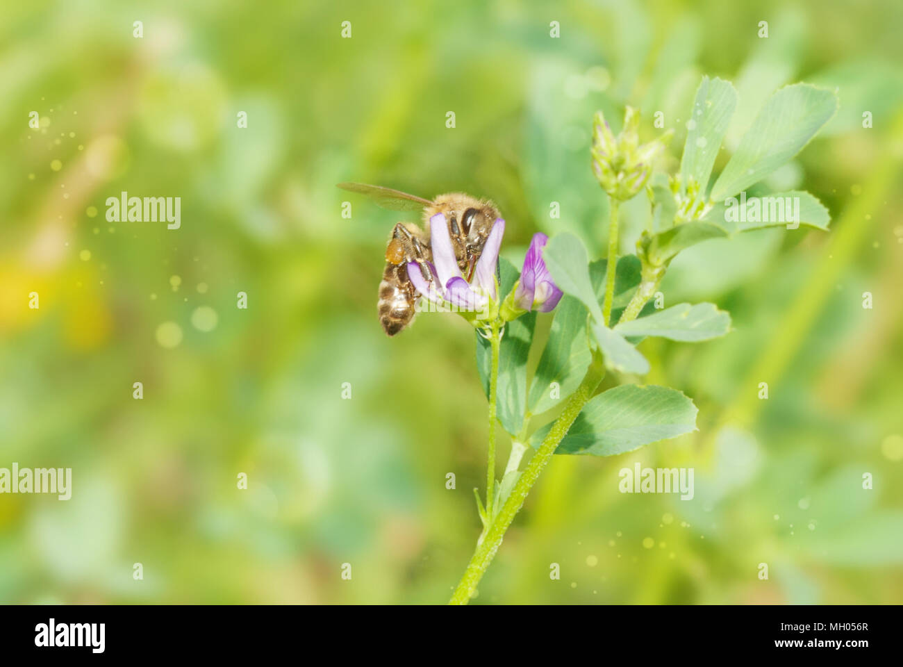 Rosa fiore di bob sulla molla verde prato domestico e miele delle api in natura macro sul morbido sfondo sfocato. Concetto di minerale di primavera estate immagine luminosa Foto Stock