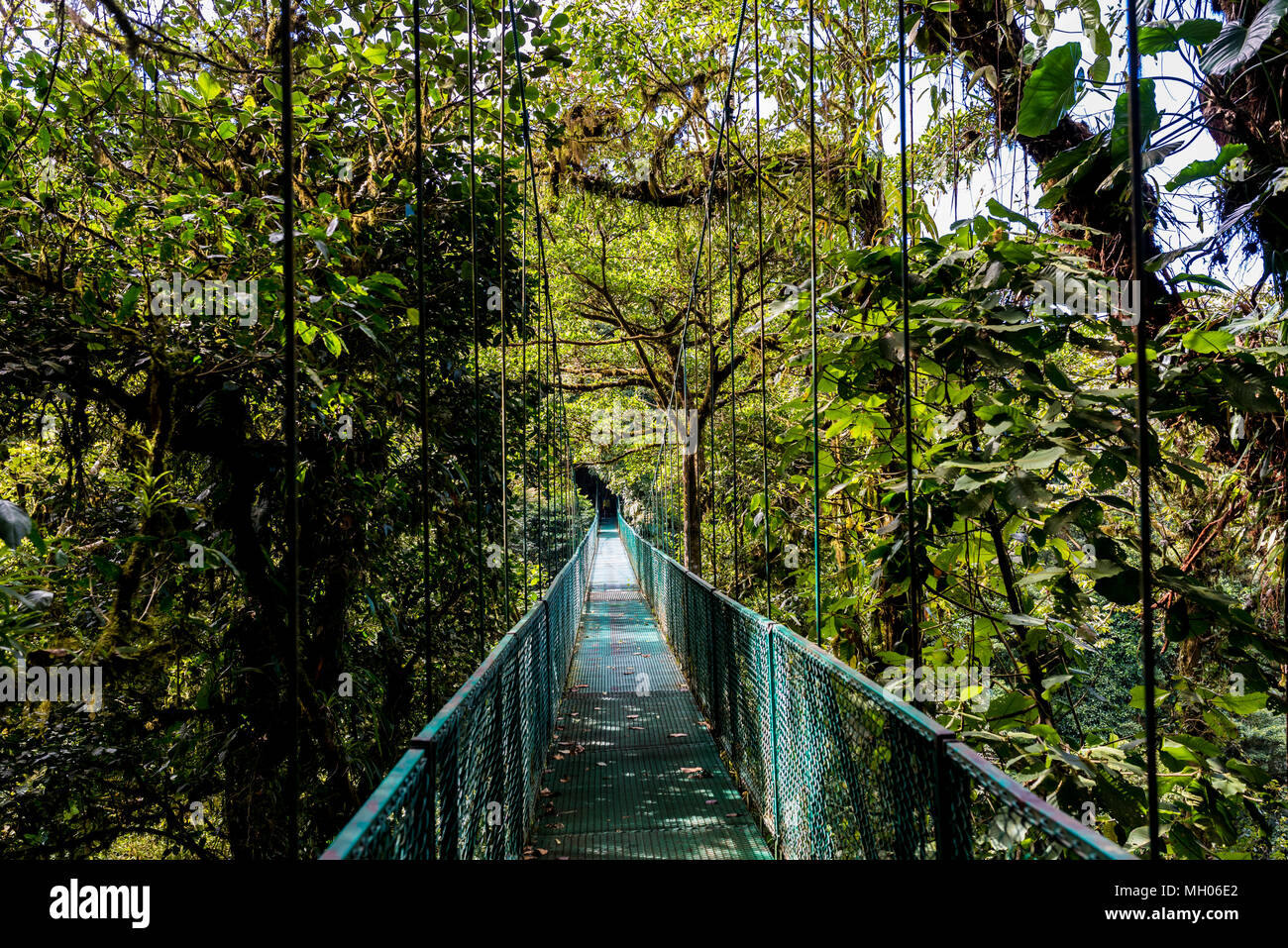 Ponti sospesi in Cloudforest - Costa Rica Foto Stock