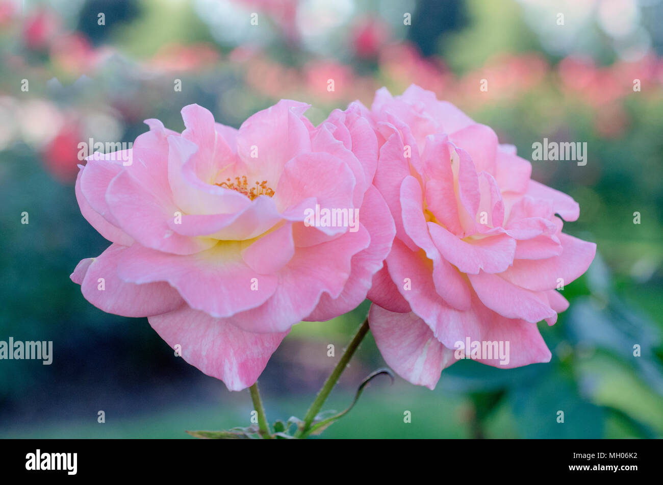 Rose bush con un due rose rosa Foto Stock