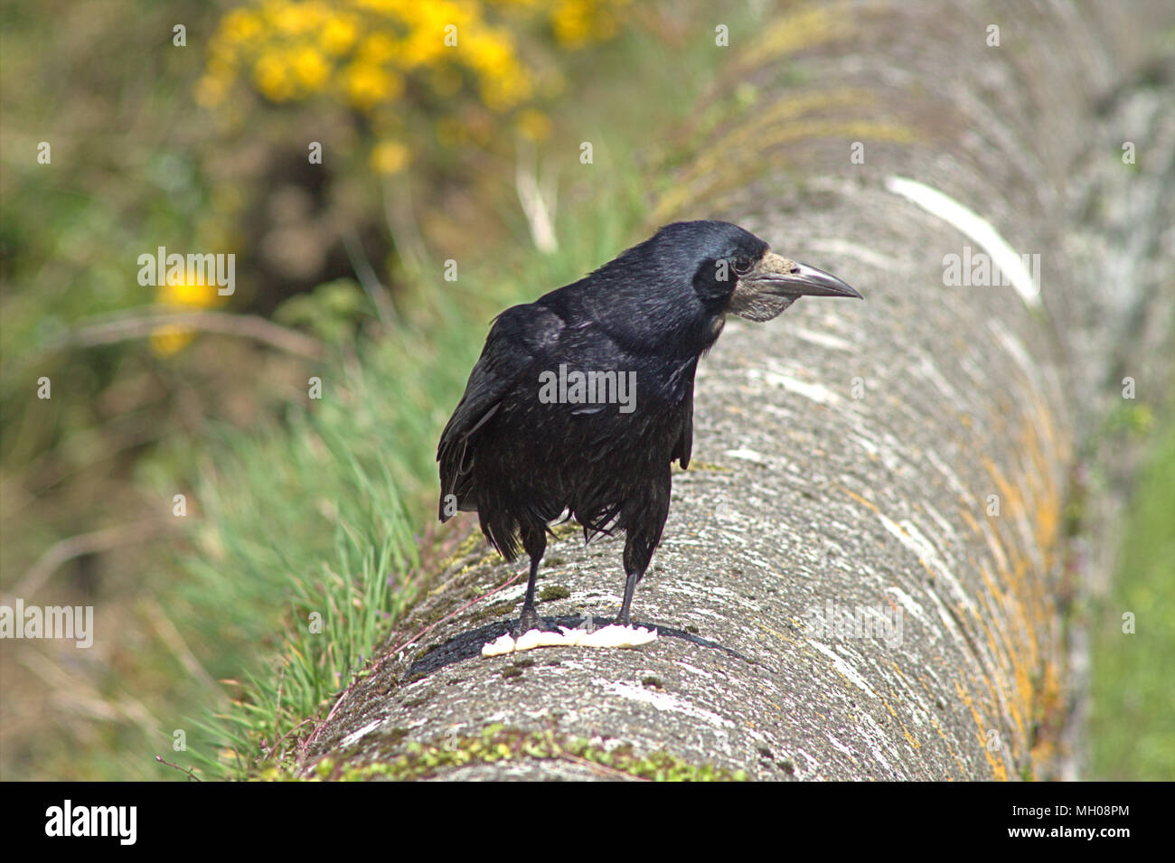 Corvus frugilegus, comune rook, in pieno piumaggio adulto appollaiato su un muro di pietra a guardare il waters edge per il cibo. Foto Stock