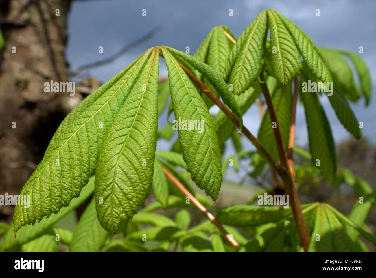 Fresca giovani foglie verdi di un ippocastano o Aesculus hippocastanum o albero di conker apertura nel sole di primavera. Foto Stock