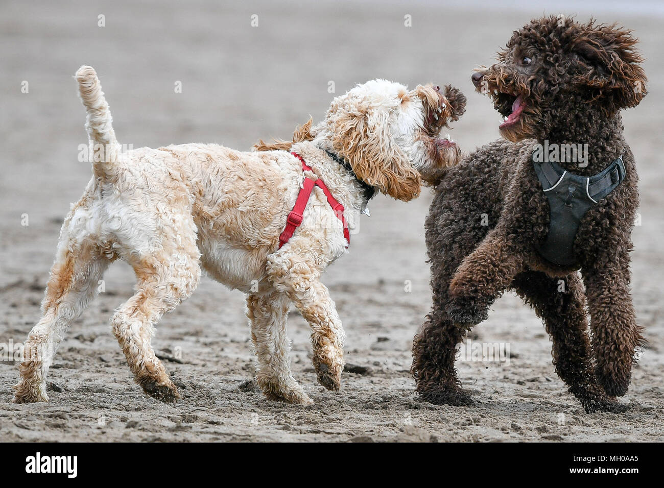 I cani giocare con ogni altro sulla spiaggia di Barry Island, il Galles, come in tutto il Regno Unito è il fine settimana scorso a camminare liberamente i cani su spiagge come la stagione estiva inizia dal 1 maggio e i cani saranno vietati dalla maggior parte delle spiagge pubbliche. Foto Stock