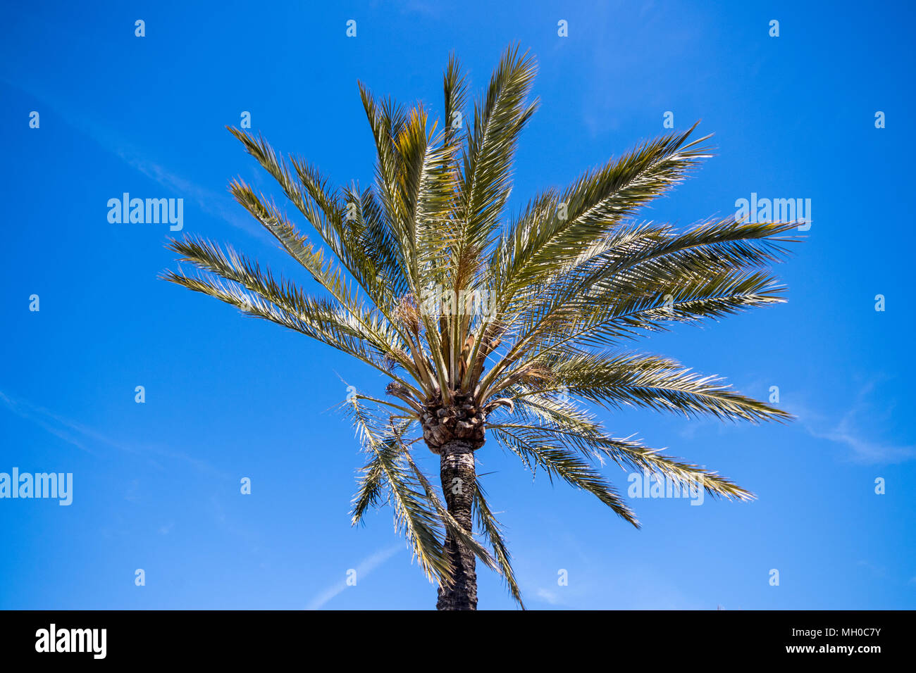 Data la struttura Palm Tree (Phoenix dactylifera) contro un cielo blu Foto Stock