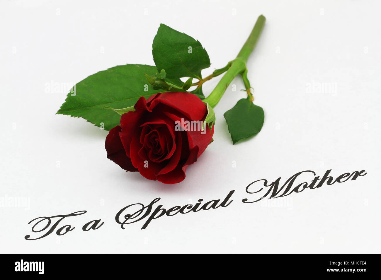 Per una madre speciale scritta su carta bianca con una rosa rossa Foto Stock