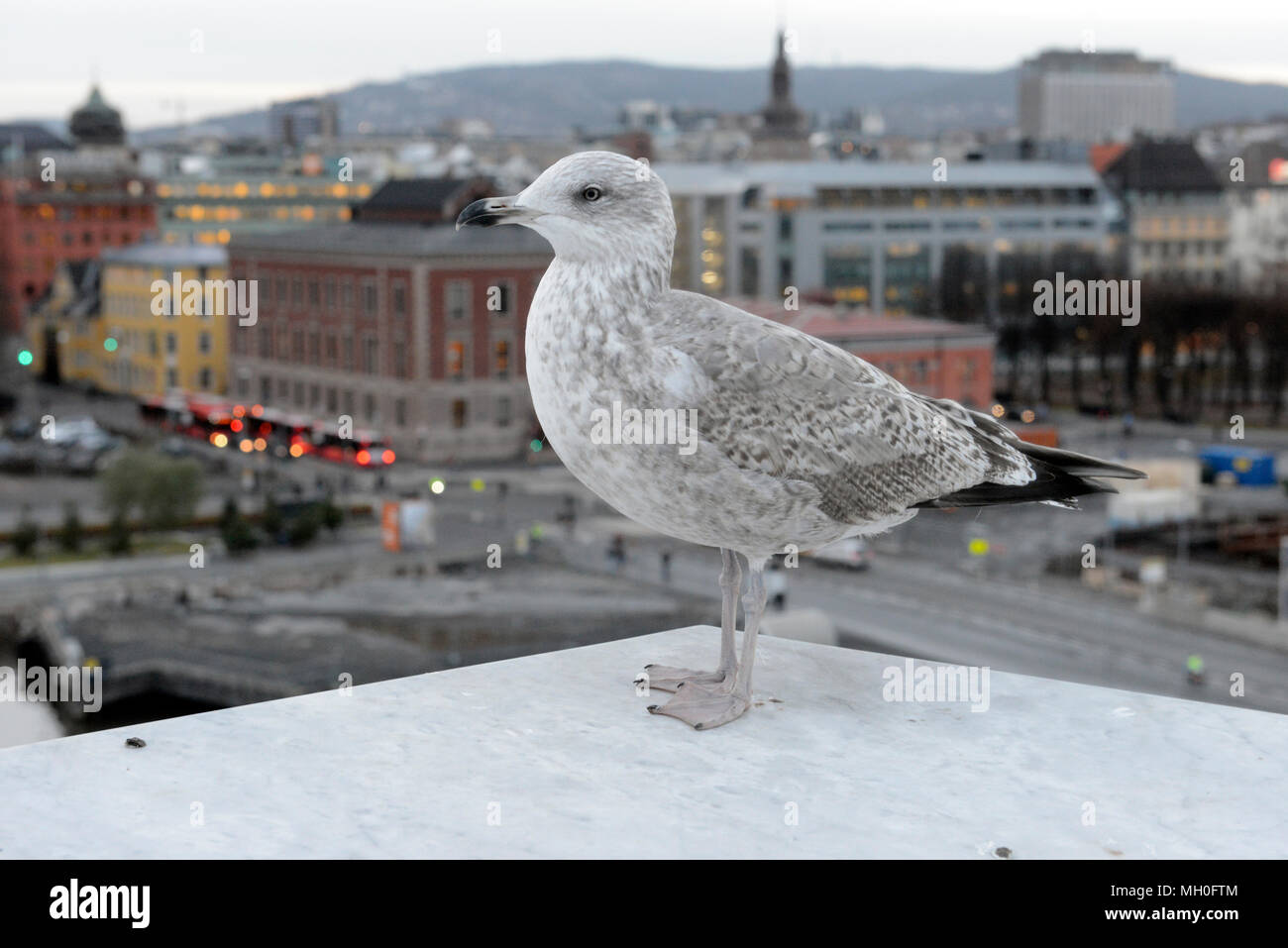 Seagull al tramonto nel centro di Oslo vicino a Opera House Foto Stock