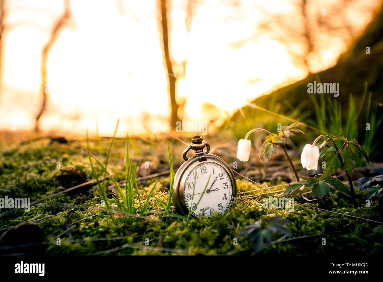 Antico orologio da tasca sepolta in moss nel tramonto su una foresta con anemone a fiori di primavera Foto Stock