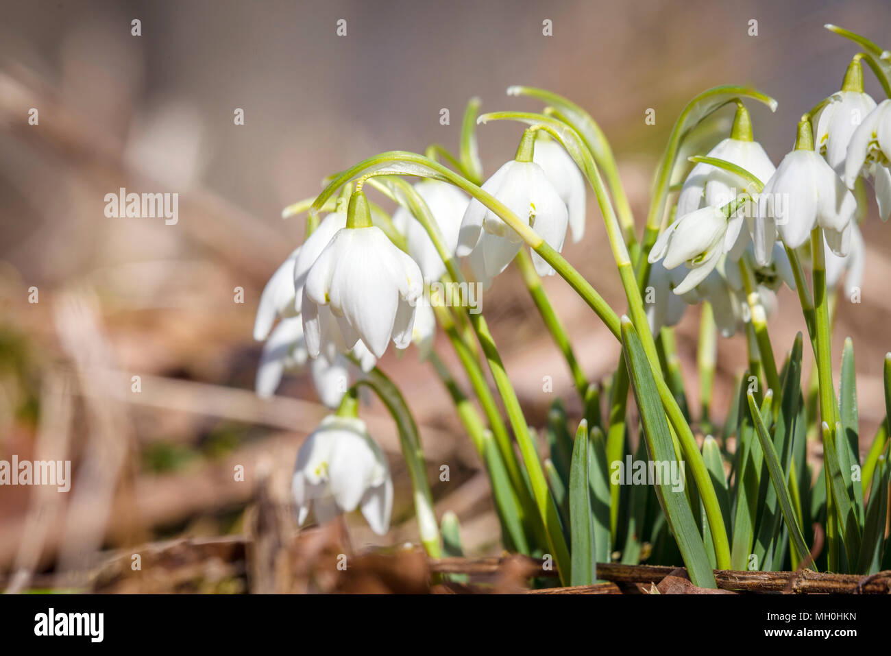 Close-up di snowdrop fiori in primavera in crescita in una foresta Foto Stock