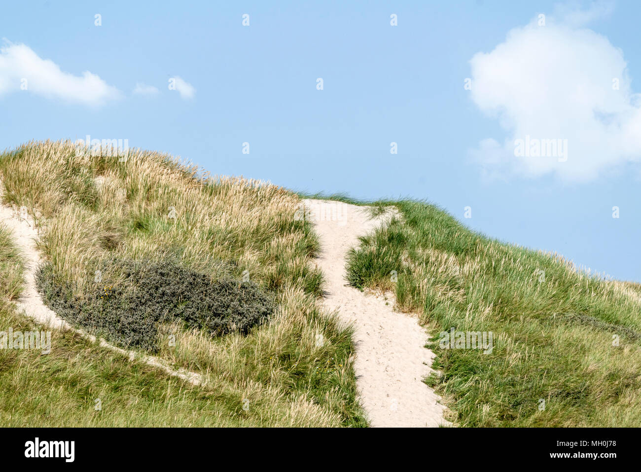 Coste danesi paesaggio con dune ricoperte di erba di Lyme in estate Foto Stock