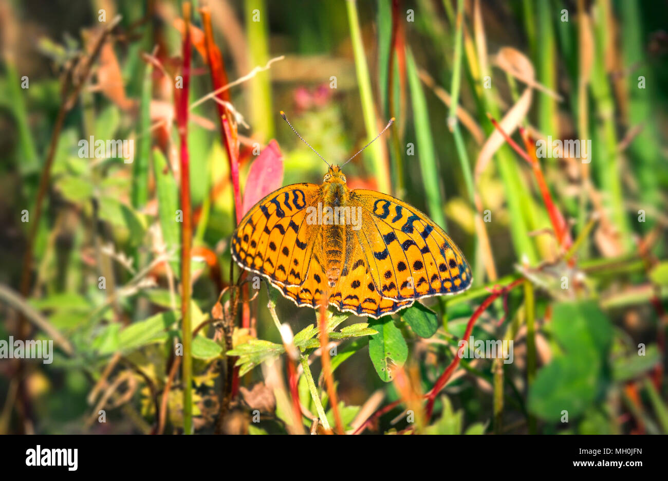 Alta brown fritillary butterfly nel verde della natura con open Orange Wings Foto Stock