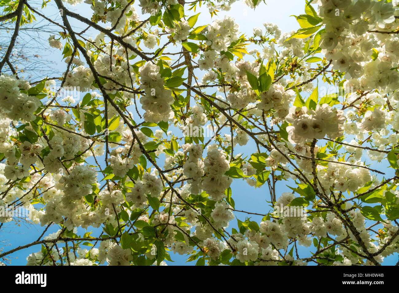 Bianco Fiori Ciliegio contro il cielo blu, Ludlow Shropshire REGNO UNITO. Foto Stock