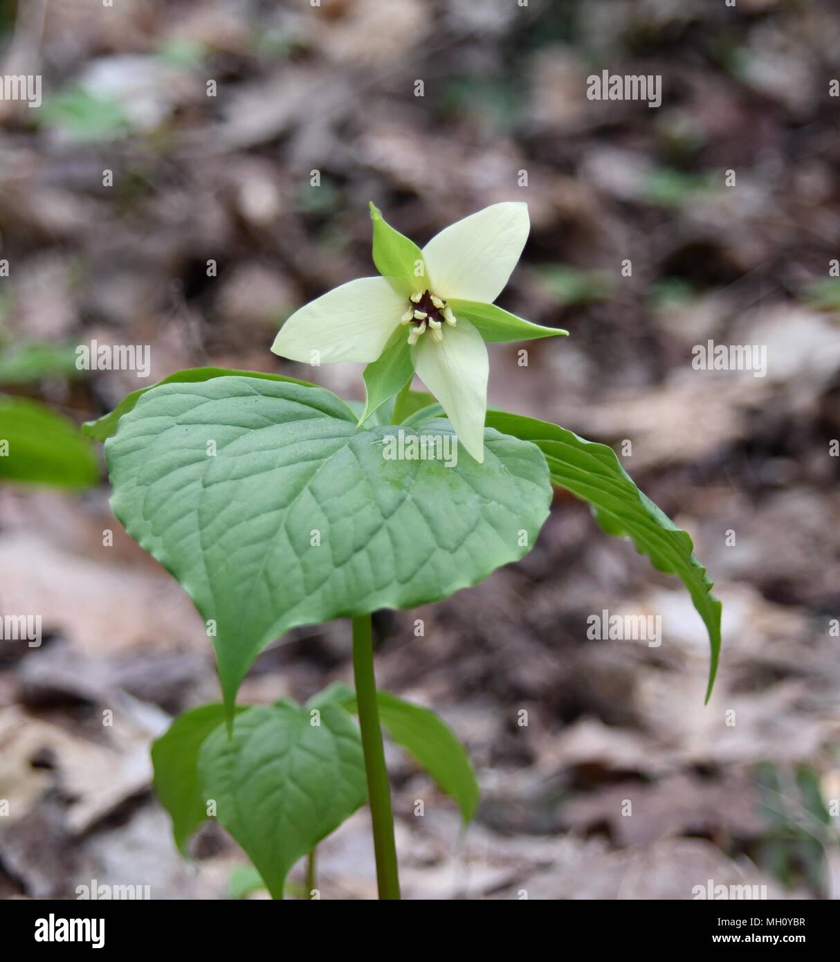 Insolito giallo pallido fiore su un rosso trillium impianto emergenti in una foresta di primavera. Foto Stock