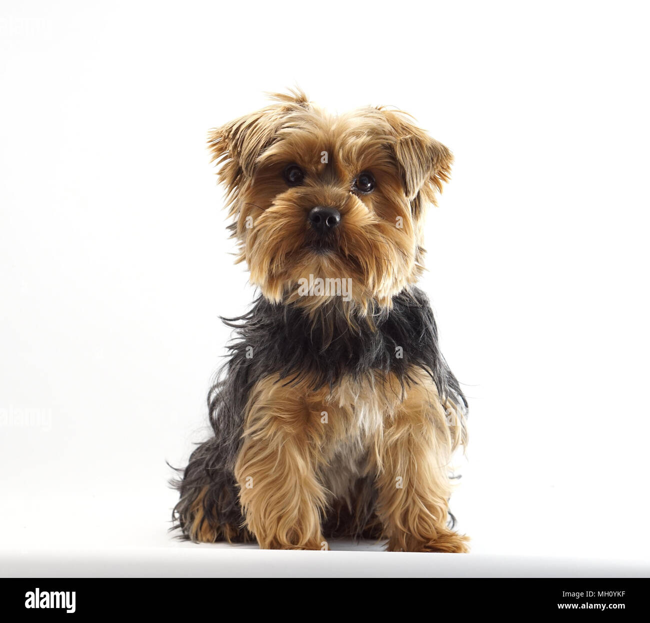 Yorkshire Terrier 1 anno vecchio cane Foto Stock