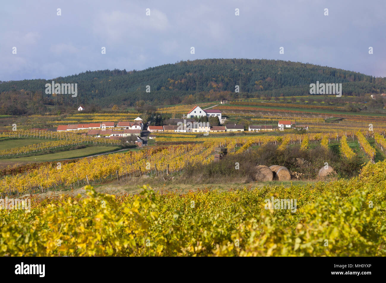 Mittelberg Kellergasse in autunno, una popolare destinazione turistica per gli amanti del vino nella Bassa Austria Foto Stock
