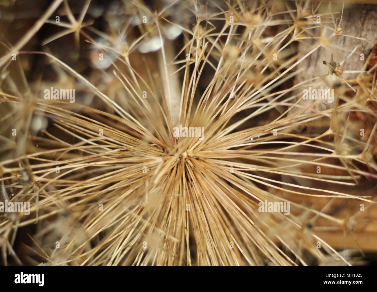 Perennials morto - Close-up shot di seedhead dopo la pioggia. Foto Stock