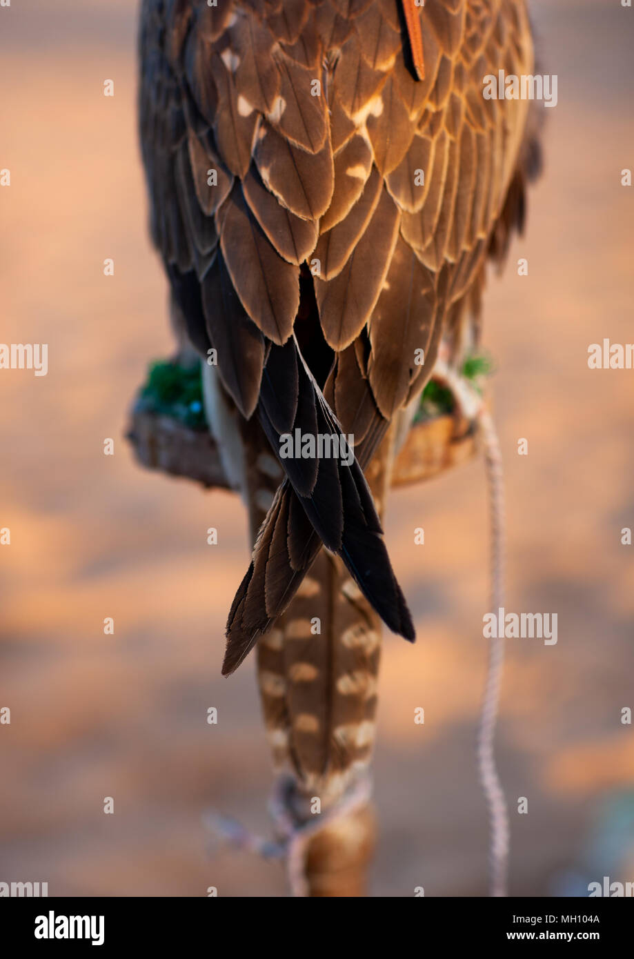 Close-up di un falco di coda, Al-Jawf Provincia, Sakaka, Arabia Saudita Foto Stock