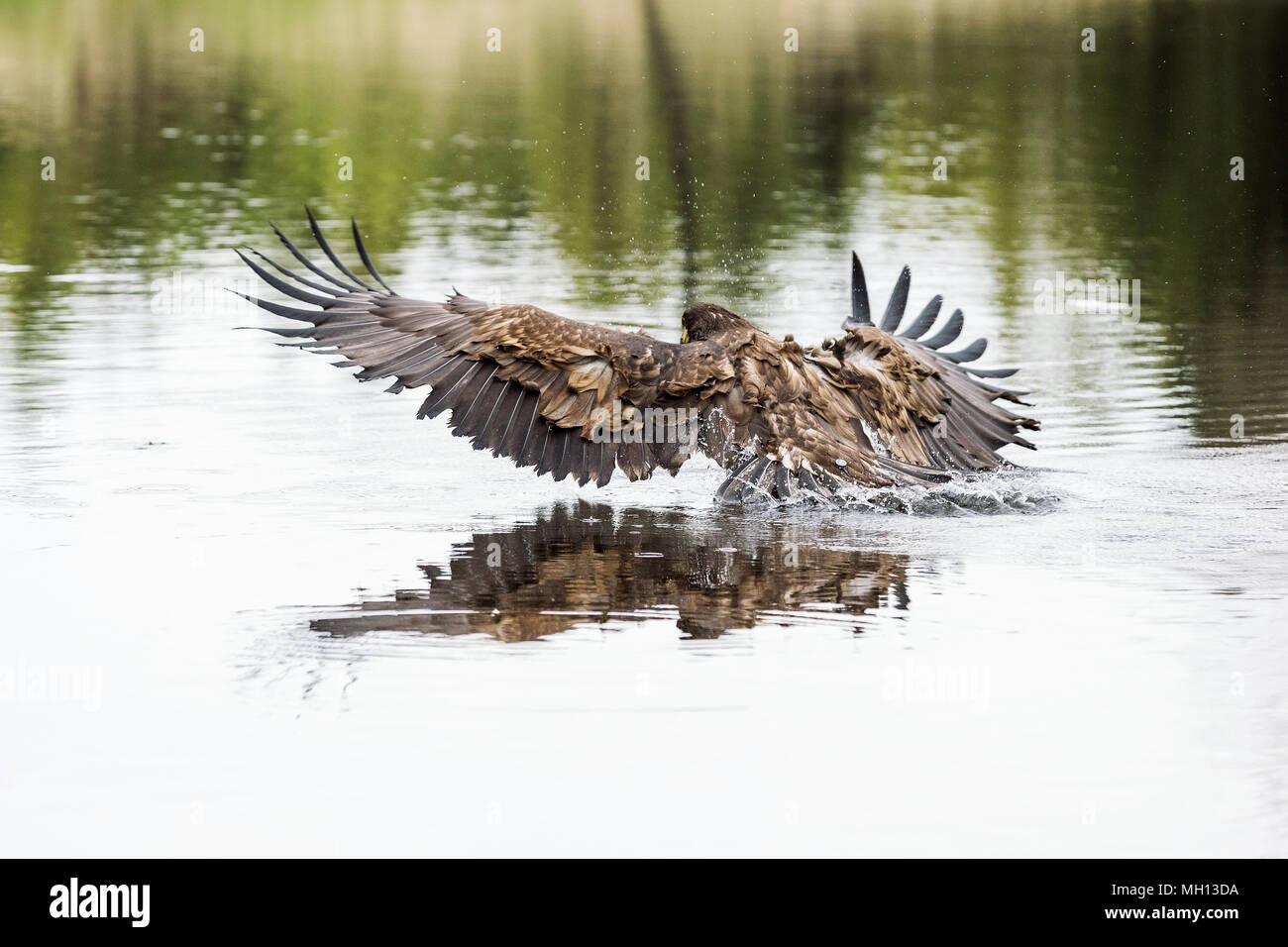 Gli uccelli di preda - comune poiana (Buteo buteo) in acqua di lago Foto Stock Gli uccelli di preda - comune poiana (Buteo buteo) in acqua di lago Foto Stock