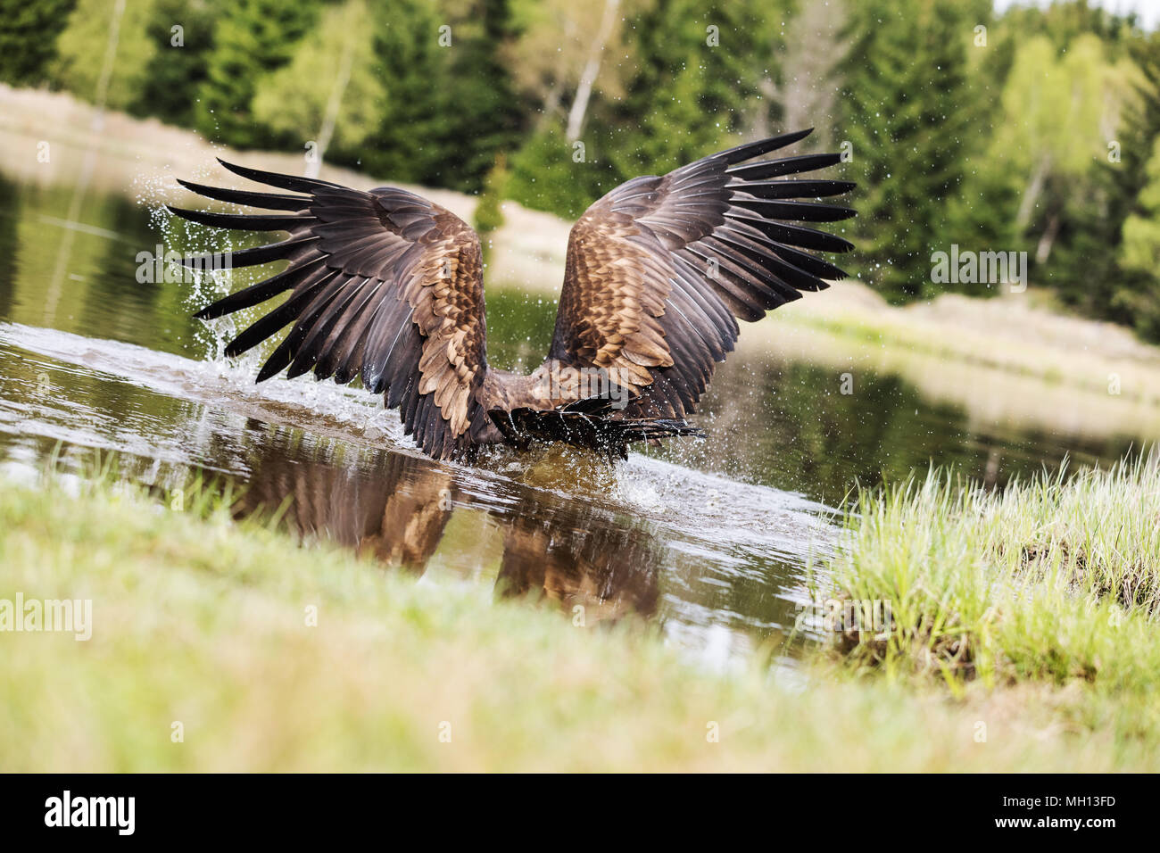 Gli uccelli di preda - comune poiana (Buteo buteo) in acqua di lago Foto Stock Gli uccelli di preda - comune poiana (Buteo buteo) in acqua di lago Foto Stock