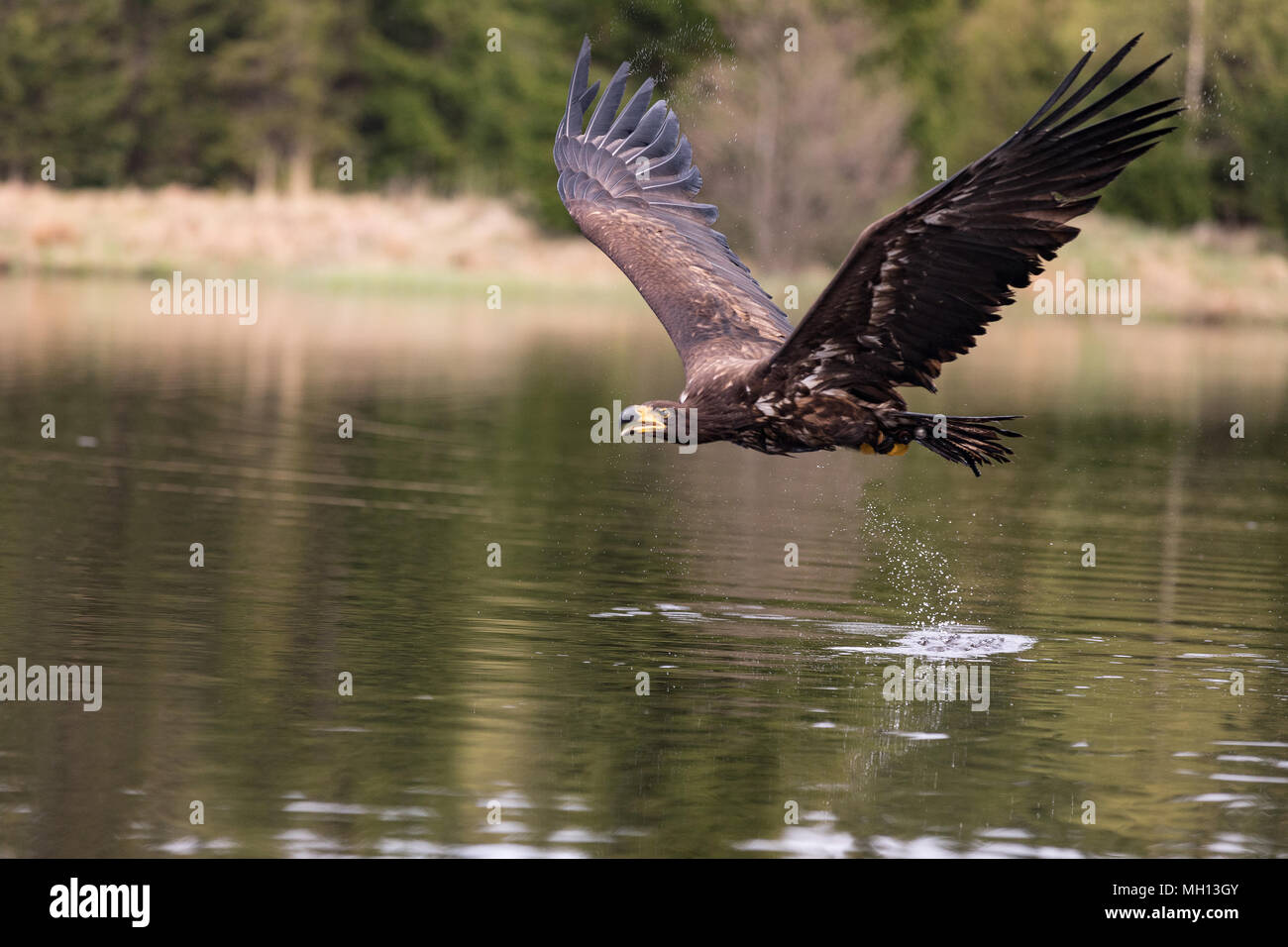 Gli uccelli di preda - comune poiana (Buteo buteo) volando sul lago. Foto Stock Gli uccelli di preda - comune poiana (Buteo buteo) volando sul lago. Foto Stock