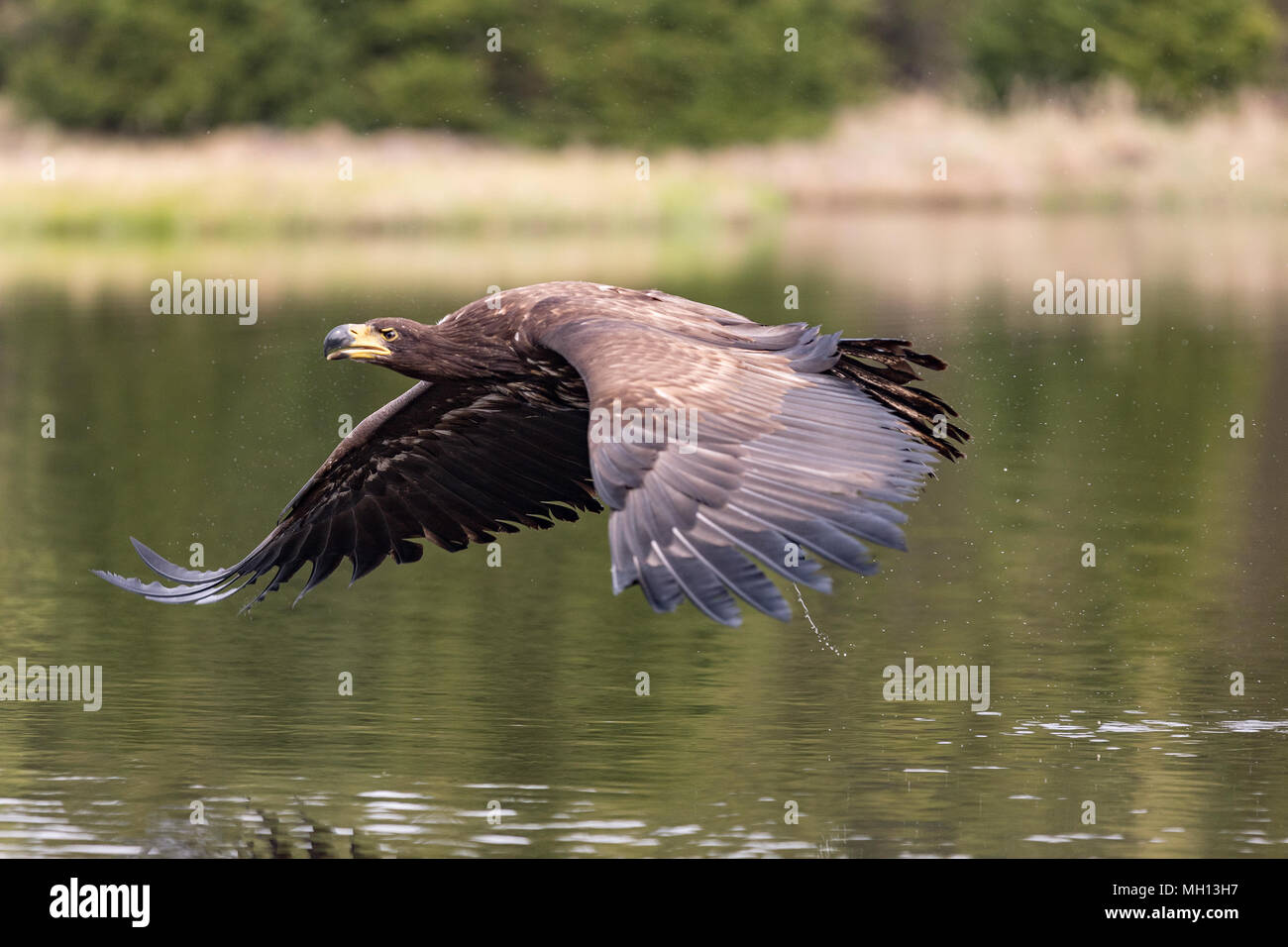 Gli uccelli di preda - comune poiana (Buteo buteo) volando sul lago. Foto Stock Gli uccelli di preda - comune poiana (Buteo buteo) volando sul lago. Foto Stock