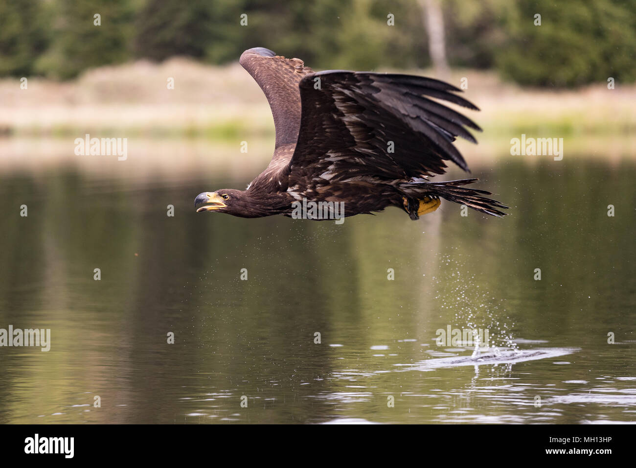 Gli uccelli di preda - comune poiana (Buteo buteo) volando sul lago. Foto Stock Gli uccelli di preda - comune poiana (Buteo buteo) volando sul lago. Foto Stock