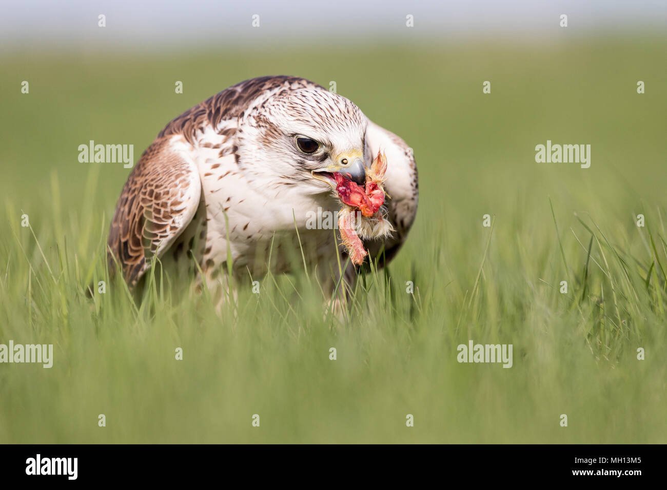 Close-up verticale di un hobby Falcon, Falco Subbuteo®, durante l'alimentazione sull'erba. Foto Stock Close-up verticale di un hobby Falcon, Falco Subbuteo®, durante l'alimentazione sull'erba. Foto Stock