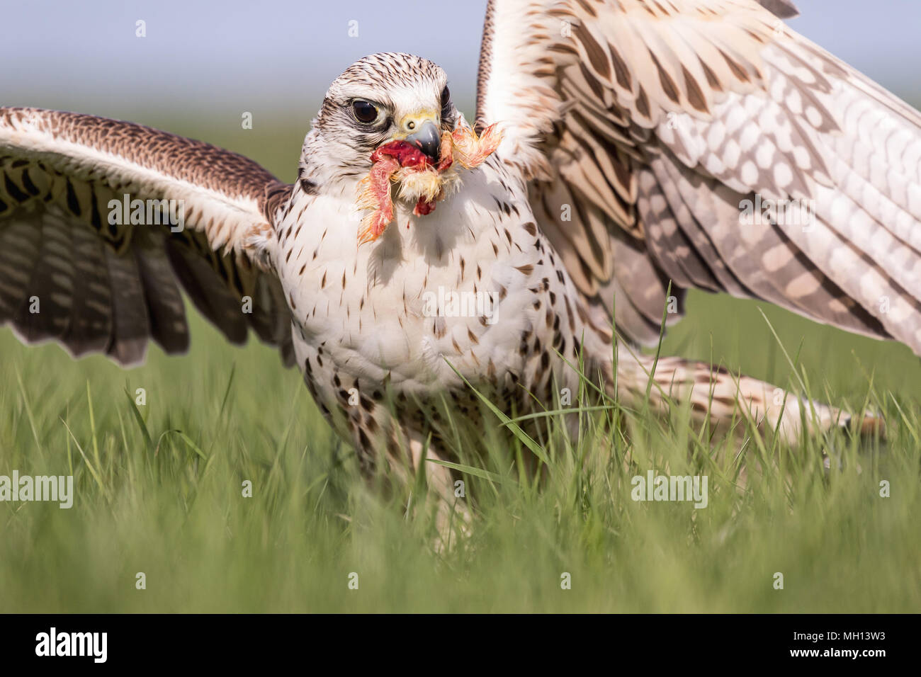 Close-up verticale di un hobby Falcon, Falco Subbuteo®, durante l'alimentazione sull'erba. Foto Stock Close-up verticale di un hobby Falcon, Falco Subbuteo®, durante l'alimentazione sull'erba. Foto Stock