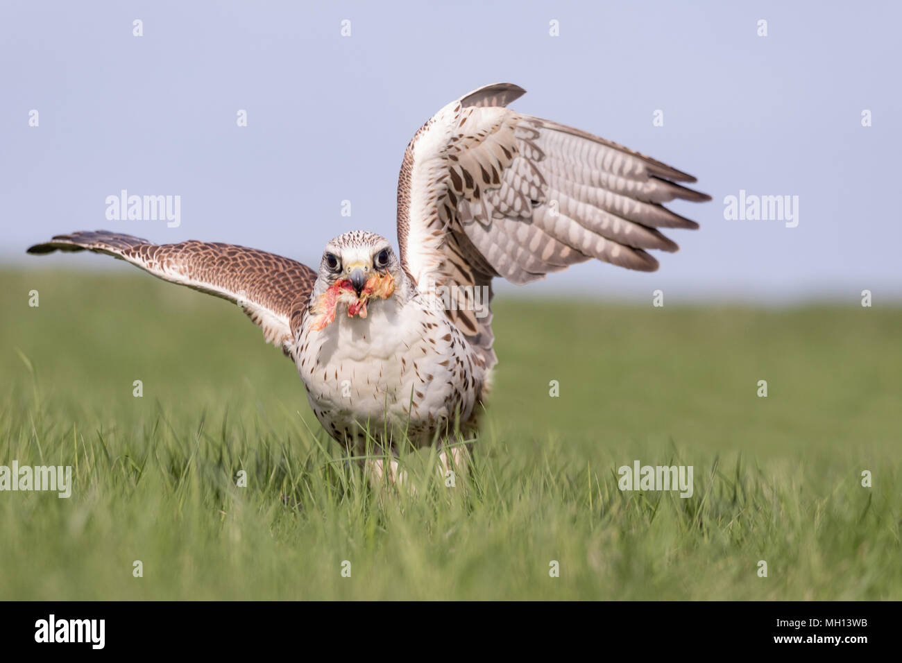 Close-up verticale di un hobby Falcon, Falco Subbuteo®, durante l'alimentazione sull'erba. Foto Stock Close-up verticale di un hobby Falcon, Falco Subbuteo®, durante l'alimentazione sull'erba. Foto Stock