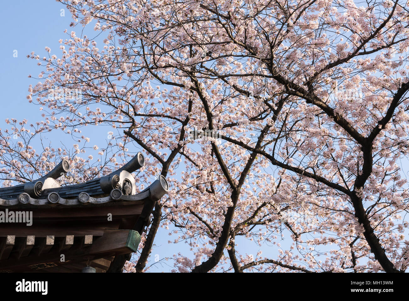 Un angolo del tempio buddista contro la fioritura dei ciliegi nel Parco di Ueno, Tokyo, Giappone Foto Stock
