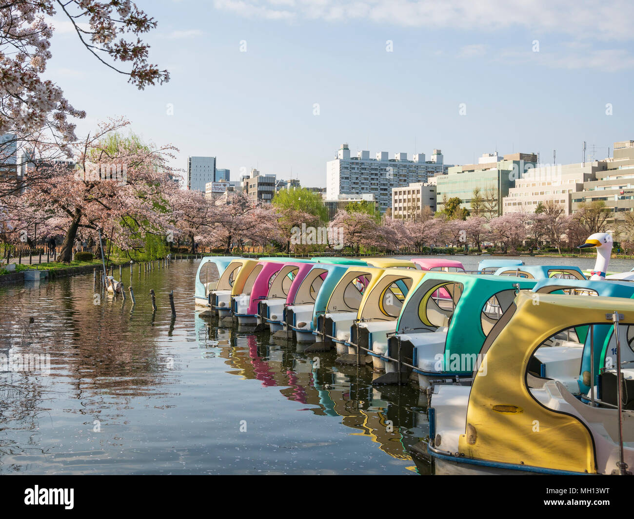 Dock in barca al Parco di Ueno druing cherry blossom stagione Foto Stock