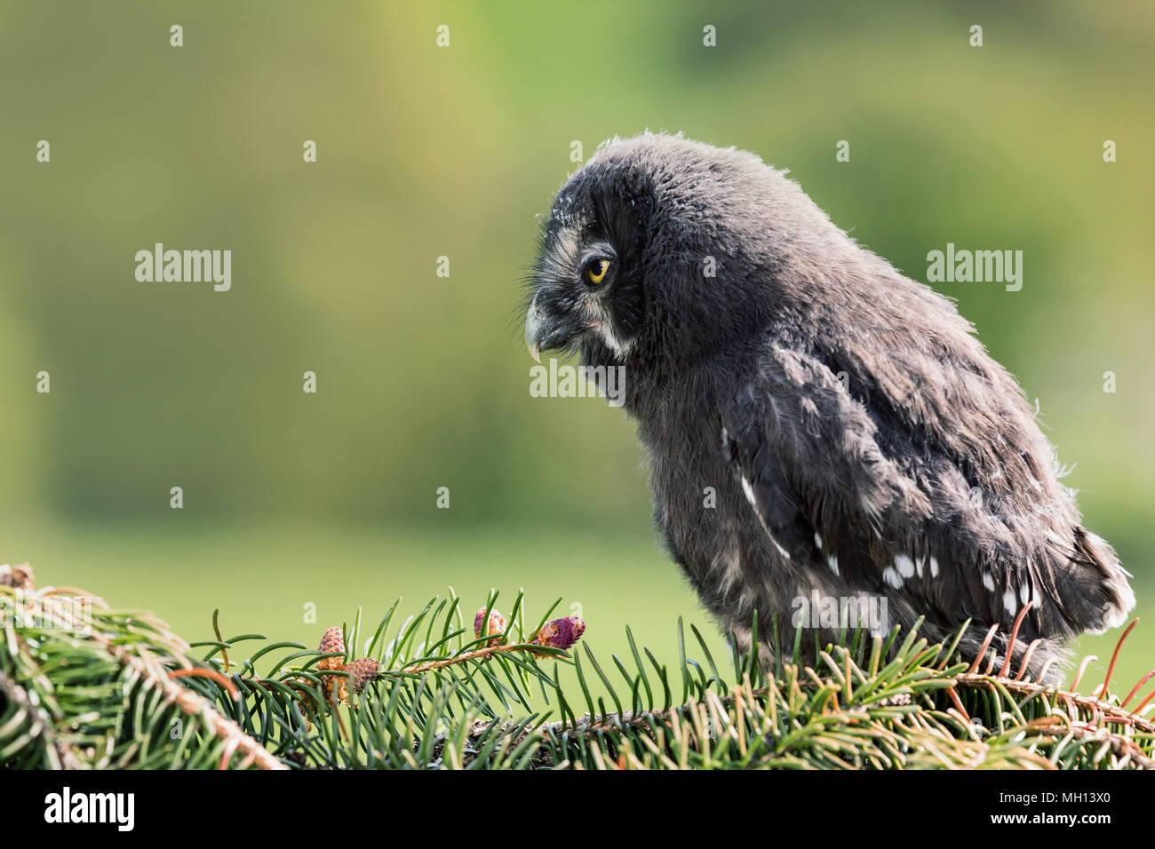 Ritratto della gioventù il gufo grigio. Grande gufo grigio o grande grigio allocco (Strix nebulosa) è un grande gufo, documentato come il più grande del mondo di specie di gufo da le Foto Stock