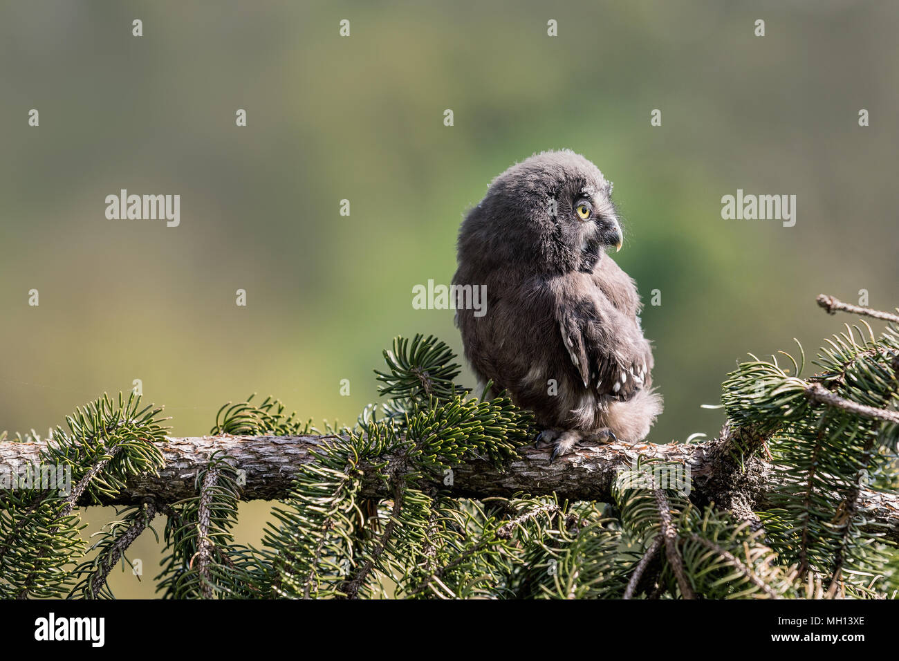 Ritratto della gioventù il gufo grigio. Grande gufo grigio o grande grigio allocco (Strix nebulosa) è un grande gufo, documentato come il più grande del mondo di specie di gufo da le Foto Stock