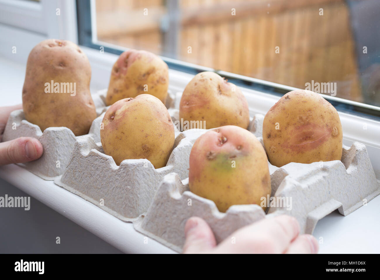 Immissione patata " King Edward' su un davanzale per chitting Foto Stock