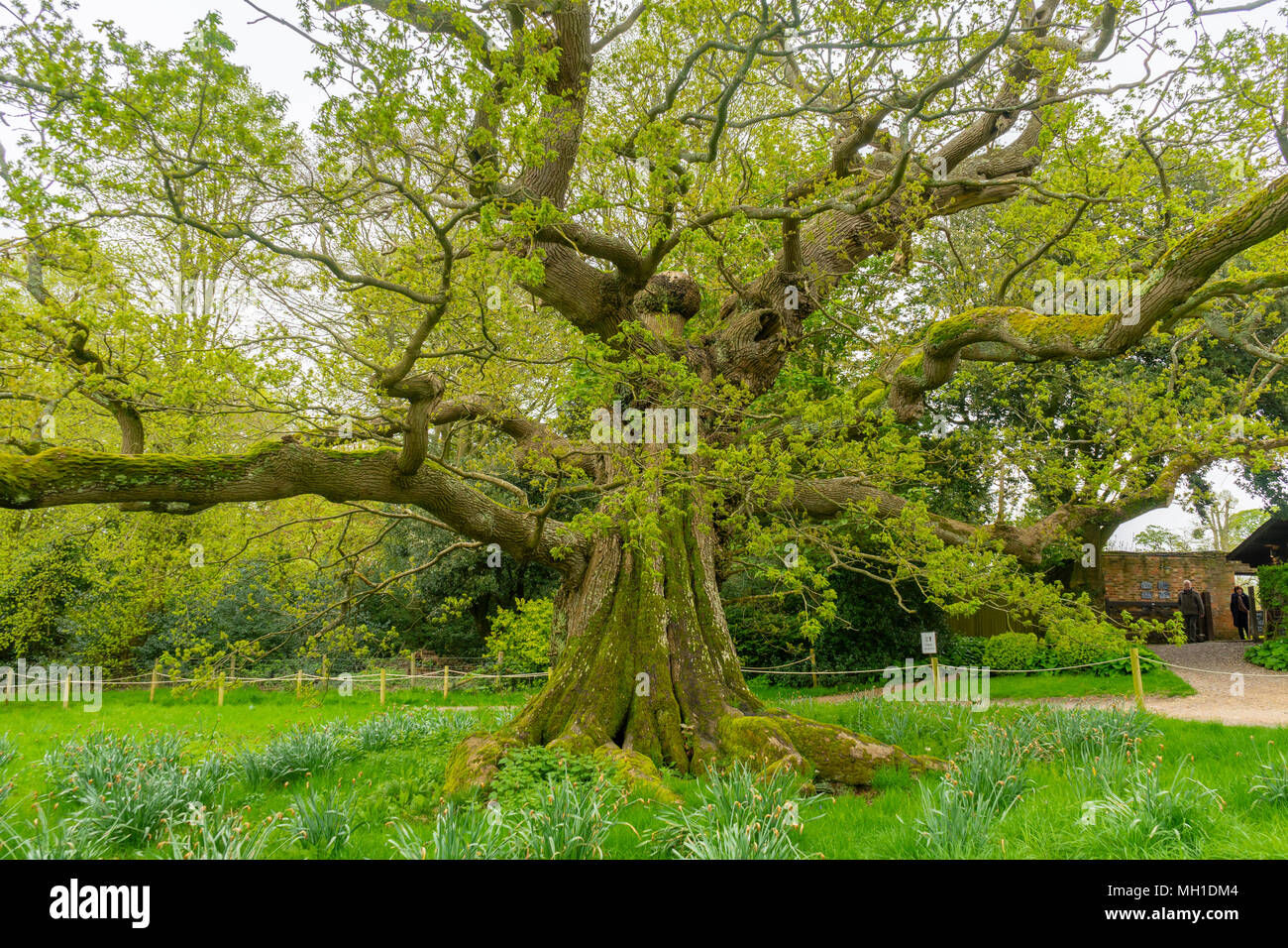 Un antico Pedunculate quercia (Quercus robur) in Hampshire durante la primavera/ primavera, England, Regno Unito Foto Stock