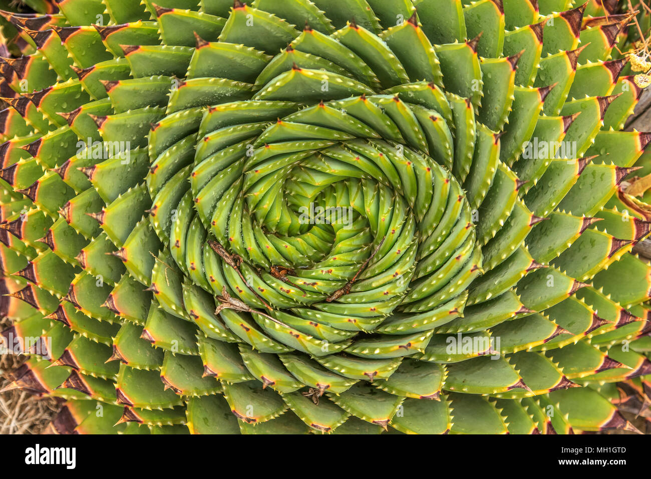 Spirale Aloe - Lesotho impianto tradizionale Foto Stock