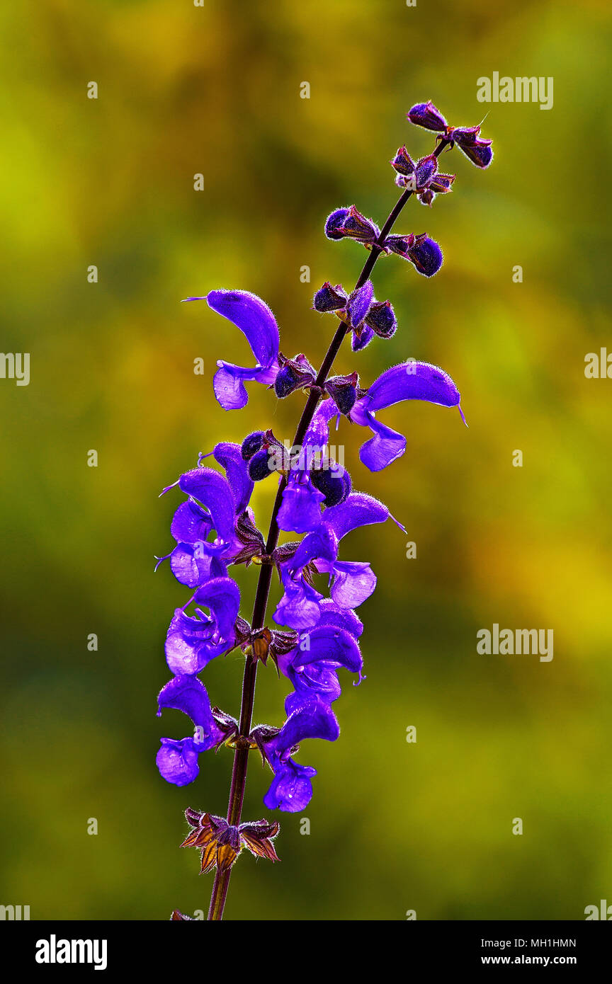 Dettaglio di un fiore di salvia pratensis (Comune di salvia, Prato salvia) con prato sfocata sullo sfondo. Foto Stock