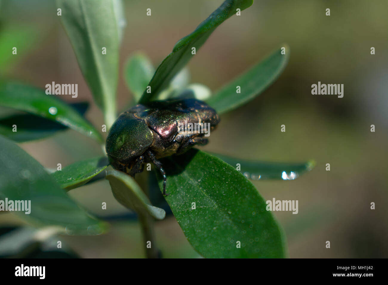 Verde fiore lucido scarabeo chafer bee seduto su un ramo di olivo Foto Stock