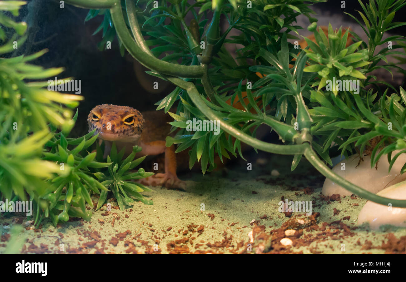 Comune arancione leopard gecko nascondendo in piante verdi in un terrario Foto Stock