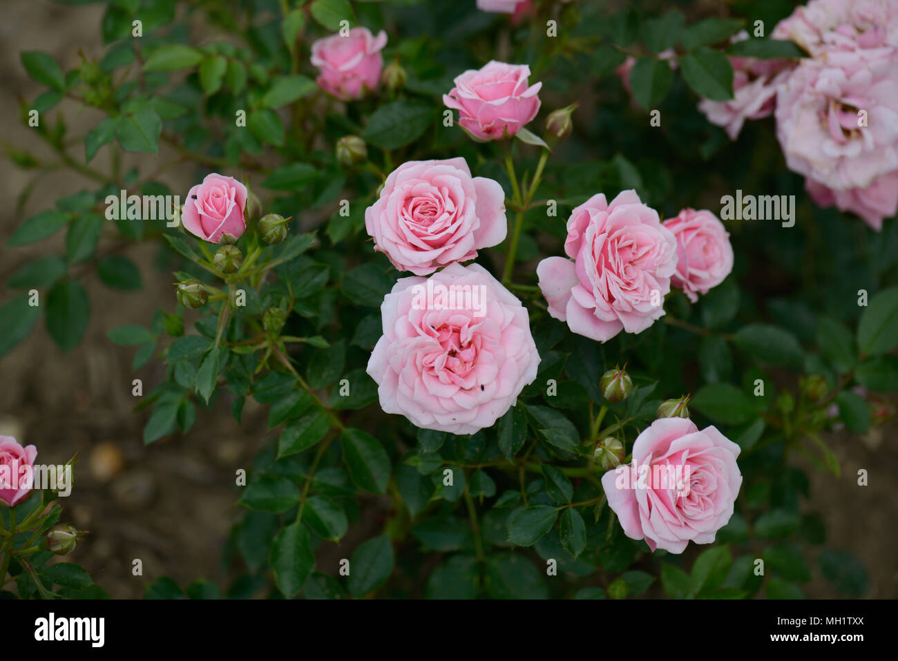 Rose Pretty Polly Foto Stock