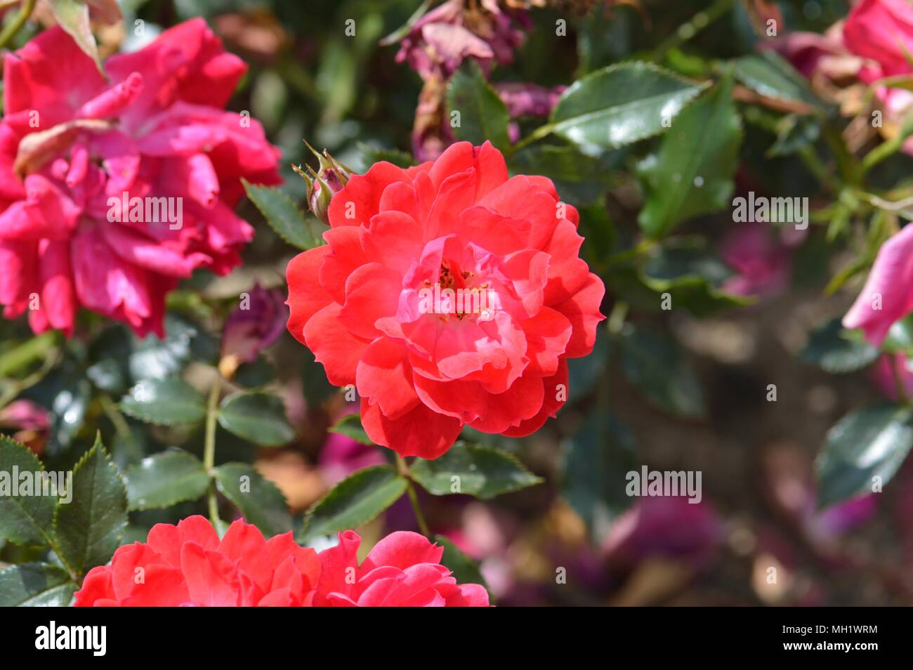 Rose Lampone Royal Foto Stock