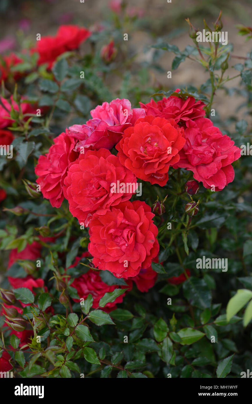 Rose Lampone Royal Foto Stock
