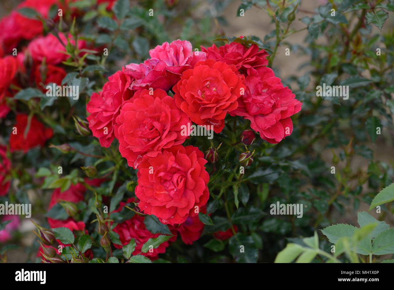 Rose Lampone Royal Foto Stock