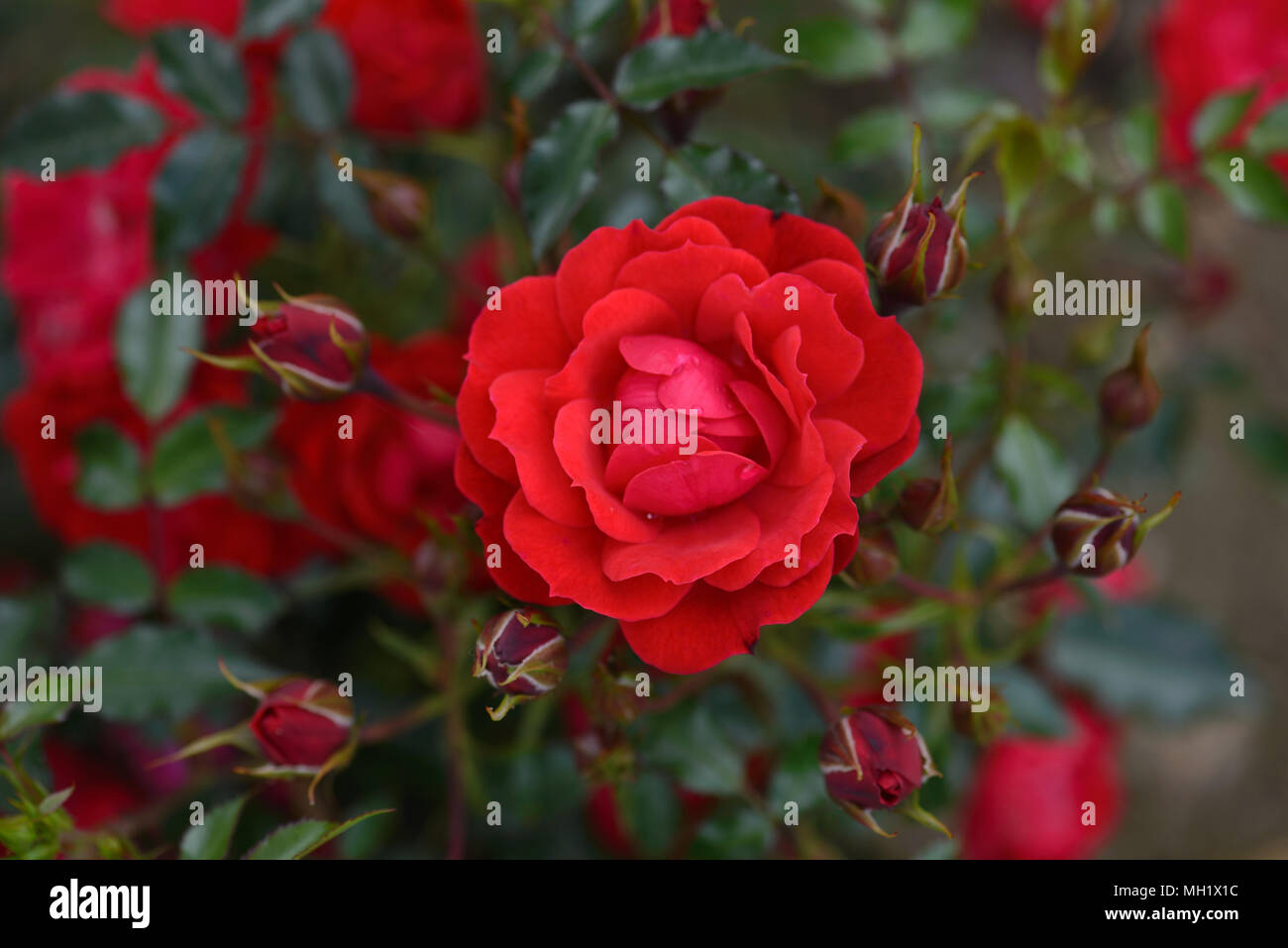 Rose Lampone Royal Foto Stock