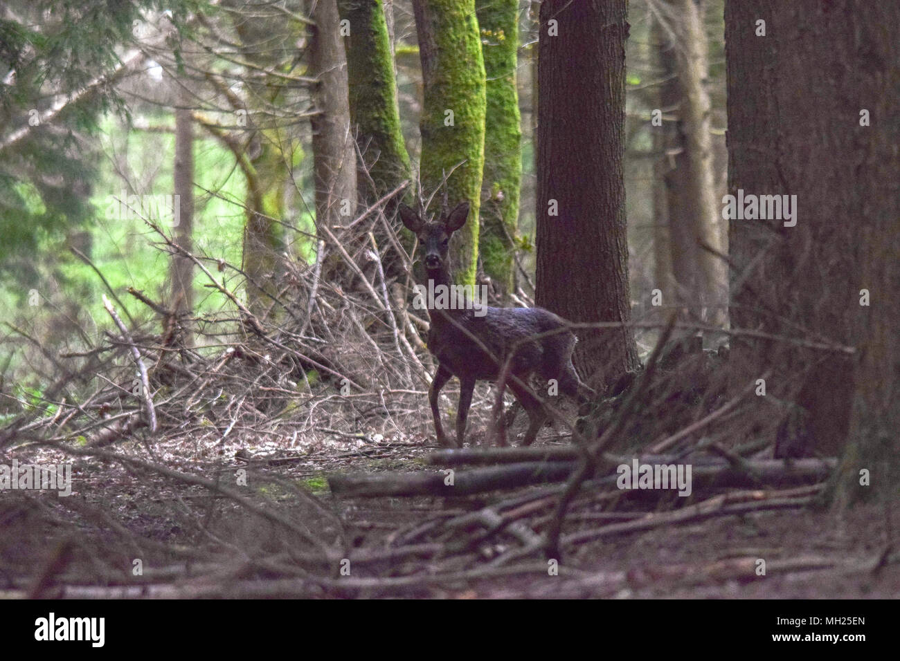 Il Capriolo nel bosco Foto Stock