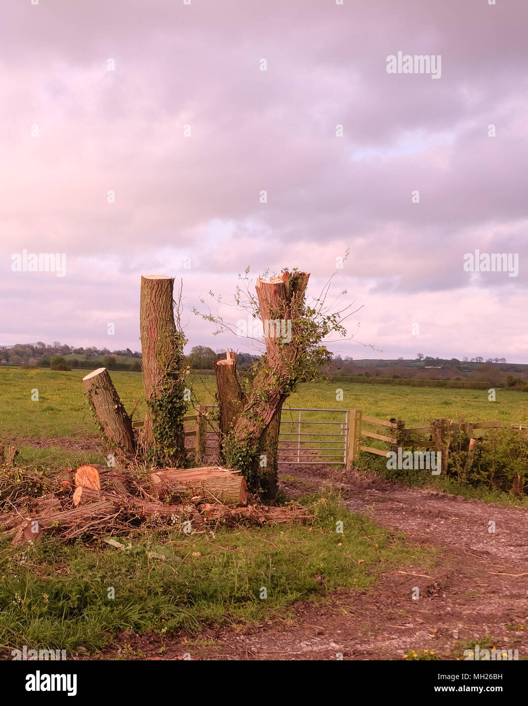 Aprile 2018 - spot di bellezza distrutta? Ceduo di alberi tagliati nelle zone rurali del Somerset vicino a Cheddar, con una perdita di habitat per la flora e la fauna. Foto Stock