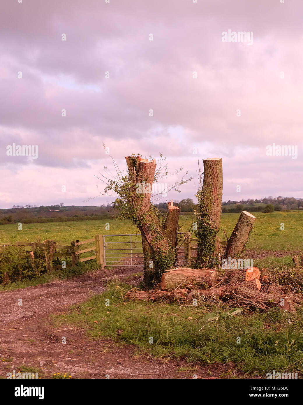 Aprile 2018 - spot di bellezza distrutta? Ceduo di alberi tagliati nelle zone rurali del Somerset vicino a Cheddar, con una perdita di habitat per la flora e la fauna. Foto Stock